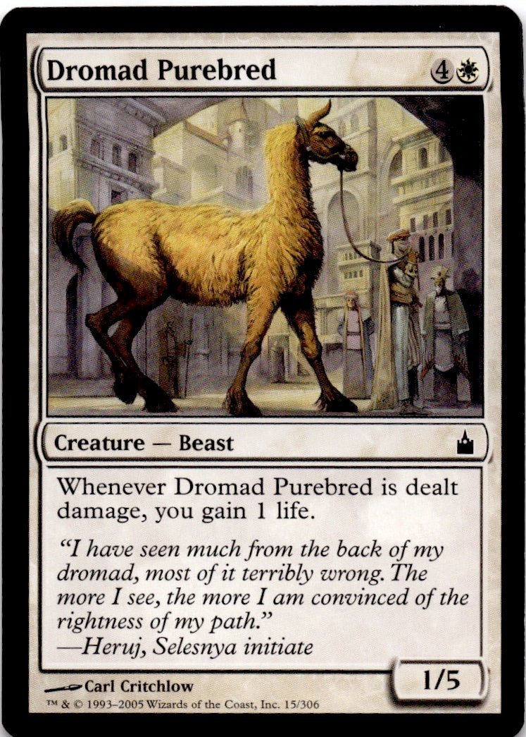 Dromad Purebred