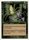 Canopy Spider